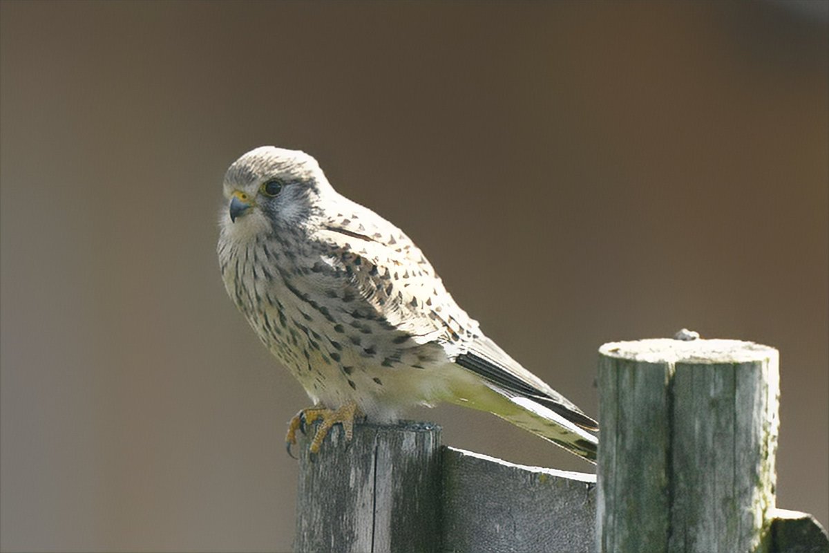 ReneBremer1's tweet photo. @sykesjeff @Natures_Voice Great photo Jeff!  Thanks for sharing. This must be her family member from Switzerland; this afternoon. https://t.co/VeOTwzDb6R