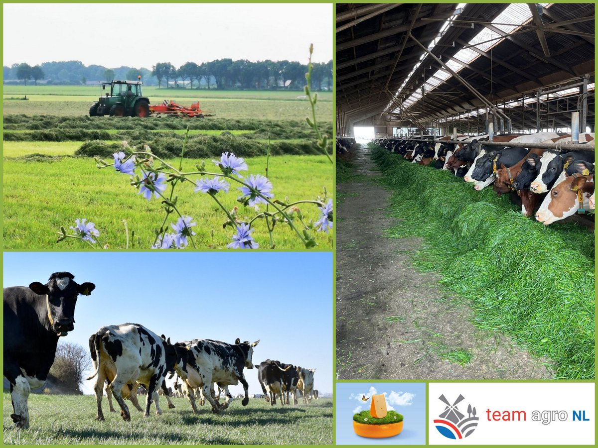 teamagronl's tweet photo. April is de #grasmaand; de maand van de #koeiendans en van #zomerstalvoeren. En van déze melk wordt straks de lekkerste #graskaas gemaakt (half juni te koop)!
🐄💃🌱🥛🧀😋
Binnenkort begint ook het maaien & inkuilen weer. Mooie tijd en grazende koeien horen dan ook bij Nederland! https://t.co/JMxttHsOPC