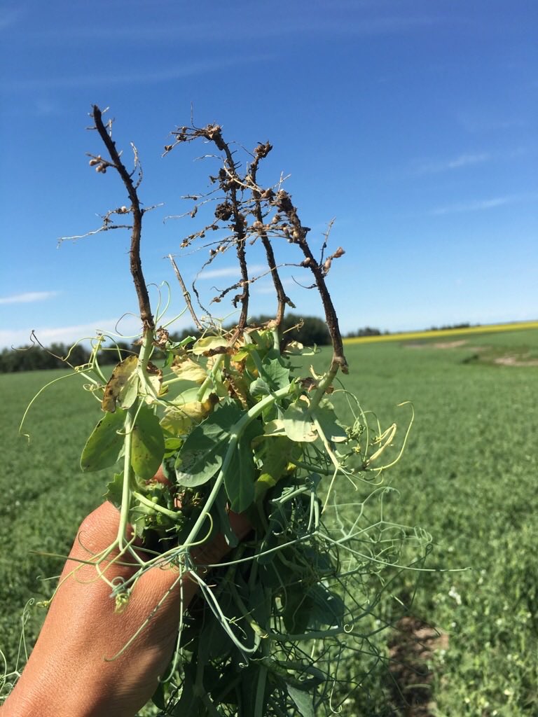 When it comes to immobile nutrients, precise placement and early accessibility is everything. Chat with our CropMax team to ensure you’re reaching your nutrient requirements planting this spring!

#canadianagriculture #agronomy #saskag #cropnutrition