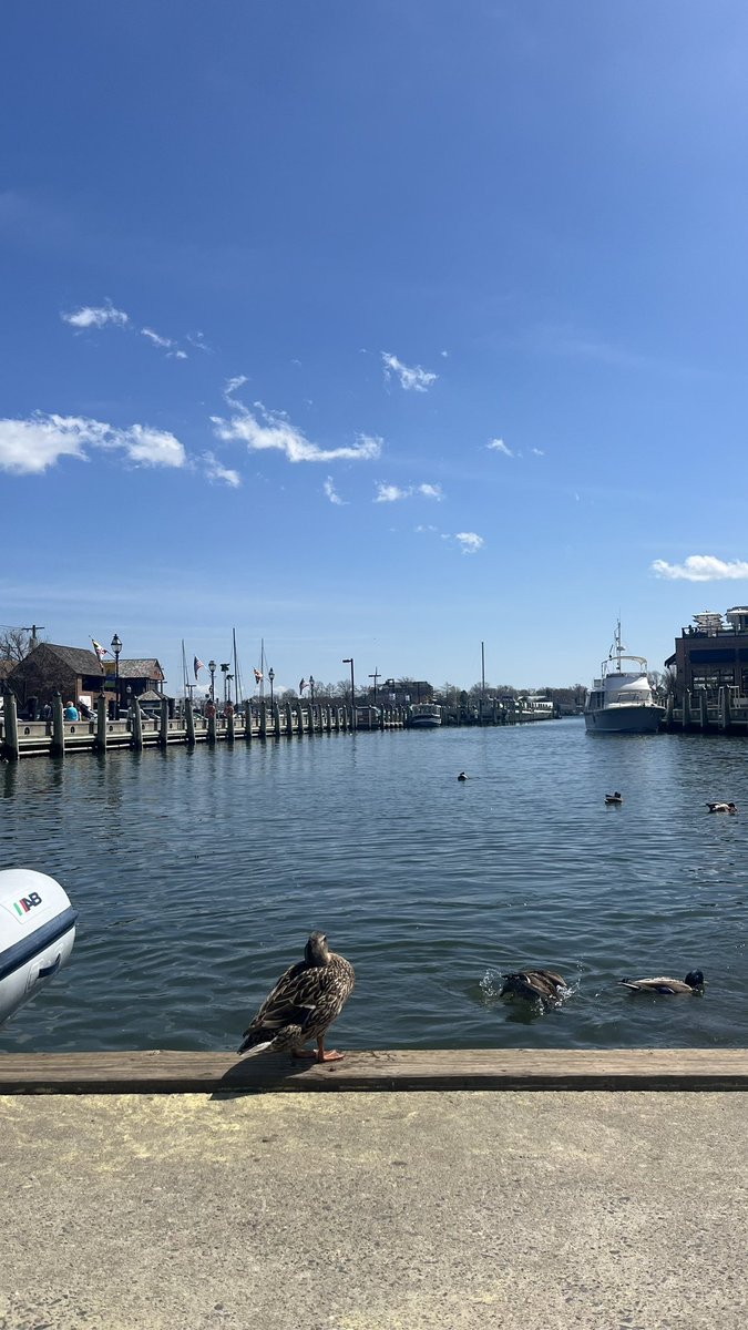 Had a blast session on fMRI today &amp; and talked about physiological signals in fMRI 🧠🌸 Definitely lovely &amp; sunny location to organize a workshop ☀️  #Annapolis -  <a href="/ISMRM/">ISMRM</a> Joint Workshop of the Ultra-High Field MR &amp; Brain Function Study Groups
