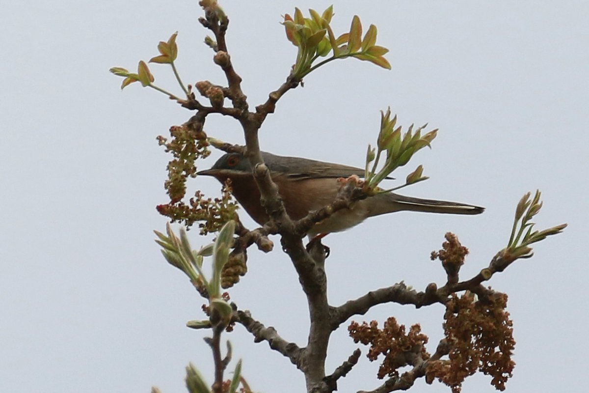 Eastern Subalpine Warbler from Paphos today. <a href="/birdsaroundcy/">BirdsAroundCyprus</a>. Cyprus.