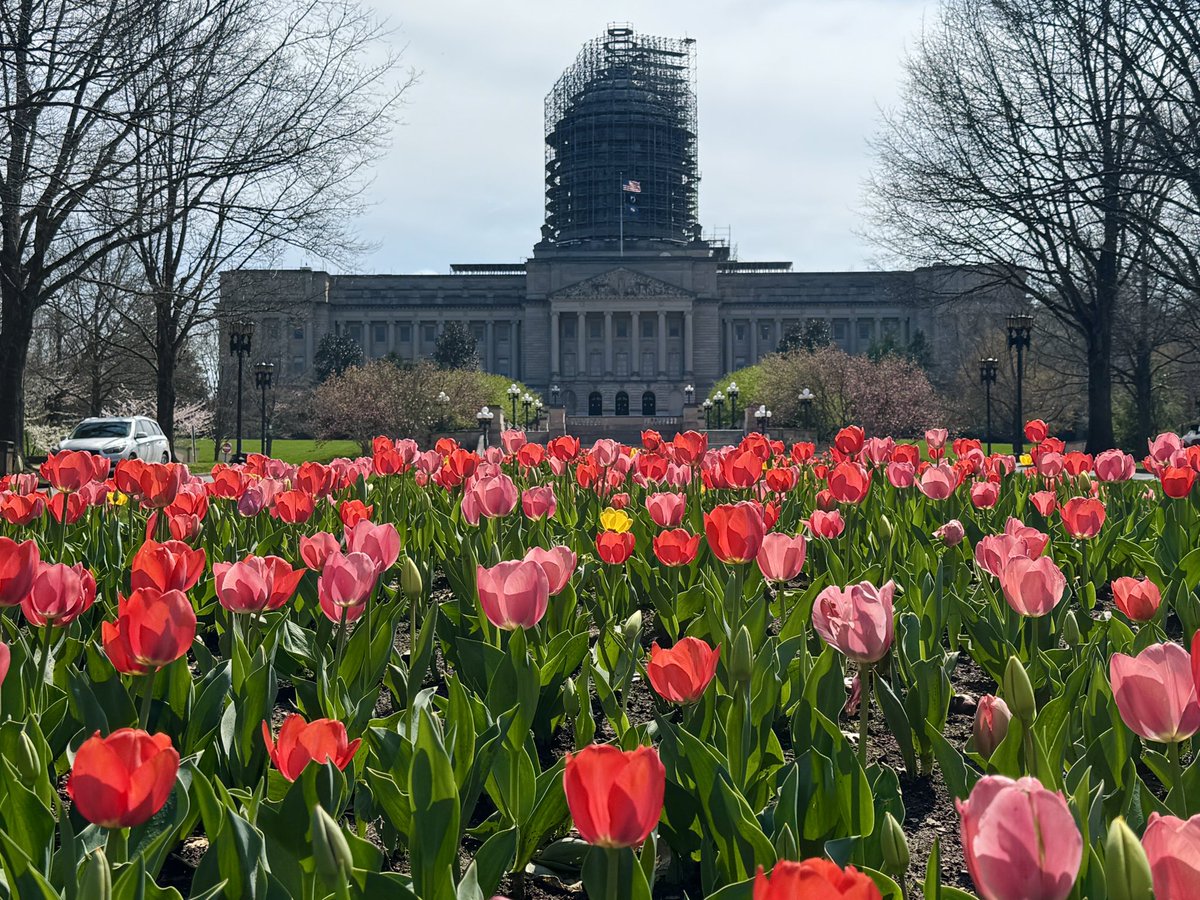 Had to get my annual picture of the tulips in before we all get washed away 🌷