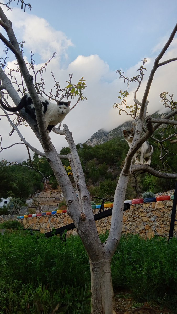 Kediz (ceviz) ağacı.