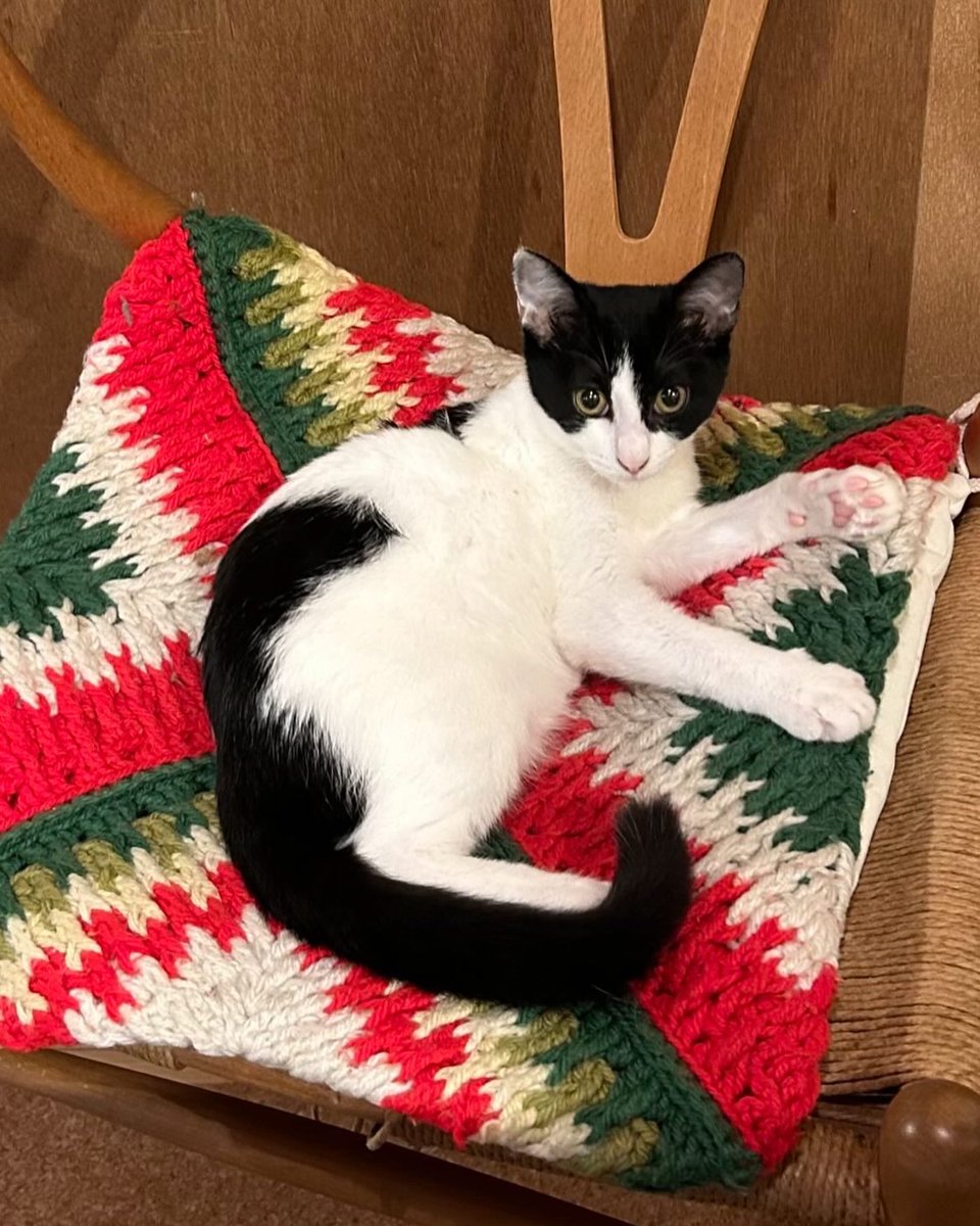 ookinaosewa's tweet photo. 欠けて繕ったところに猫を描いた「金継ぎ」ならぬ「猫継ぎ」。
猫は液体みたいにいろんなポーズするから、欠けに合わせて無限にできそう

#猫継ぎ https://t.co/axfq5fRppy
