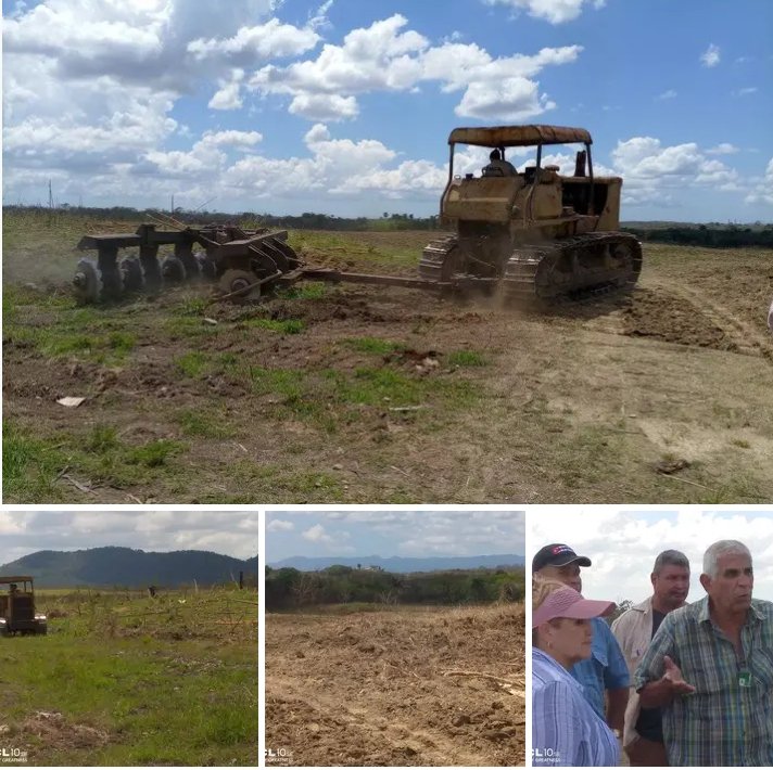 🇨🇺 #DePieYCombatiendo en áreas de la UBPC Tuinucú de la Empresa Agroindustrial Azucarera Melanio Hernández se trabaja sin descanso en función de la recuperación cañera.
#SanctiSpíritusEnMarcha
#CubaVencerá <a href="/DiazCanelB/">Miguel Díaz-Canel Bermúdez</a> .