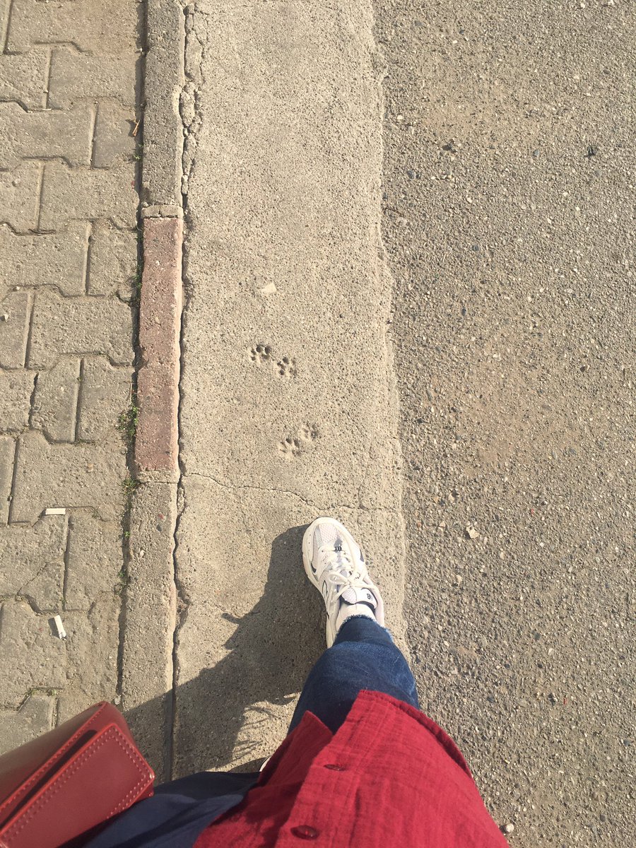 Patili yollar 🐾🤍