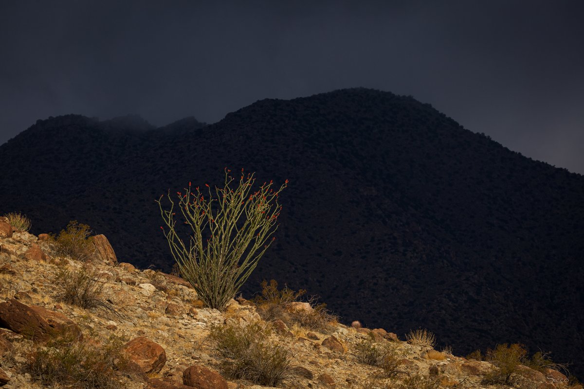 An ocotillo lights up an otherwise dry desert slope with green leaves and red flowers at the Reserve. Yesterday morning under dark cloudy skies (Photo: Sicco Rood).