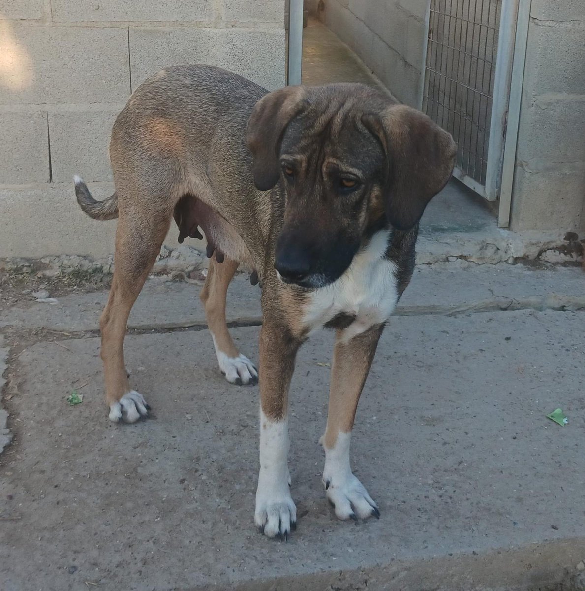 SilviaMylo's tweet photo. No tiene ni dos años y ya harta de parir y que le quiten o le maten los cachorros sin una pizca de empatía, sin saber por qué, con todo lo que ha sufrido cada vez que se los quitaban de su regazo mientras esos ojos ahora tristes rebosaban de ternura 😞😢💔
Busca una familia 🙏
Pueblo de Huelva
657315050