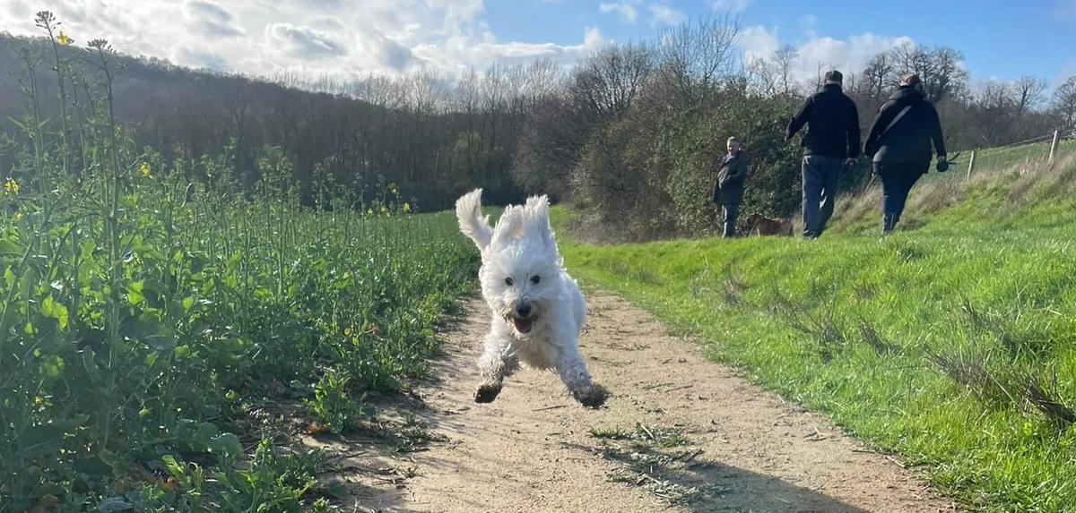 Our Professional Dog Walker Licence Scheme was launched today.  Further info for businesses &amp; dog owners can be found on our website:

bit.ly/4hXVFIM

BCC looks forward to working together with our Pro Dog Walkers to support business &amp; promote responsible dog walking!