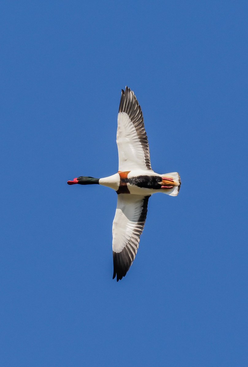 Tom Collier (@tomcdevon) on Twitter photo Duck! Pretty spectacular the shellduck. British wildlife does get a fair bit of a hard time for being dull. Yet look at this magnificent creature! #shellduck #lorp #devonbirds <a href="/BBCSpringwatch/">BBC Springwatch</a> Duck! Pretty spectacular the shellduck. British wildlife does get a fair bit of a hard time for being dull. Yet look at this magnificent creature! #shellduck #lorp #devonbirds <a href="/BBCSpringwatch/">BBC Springwatch</a>