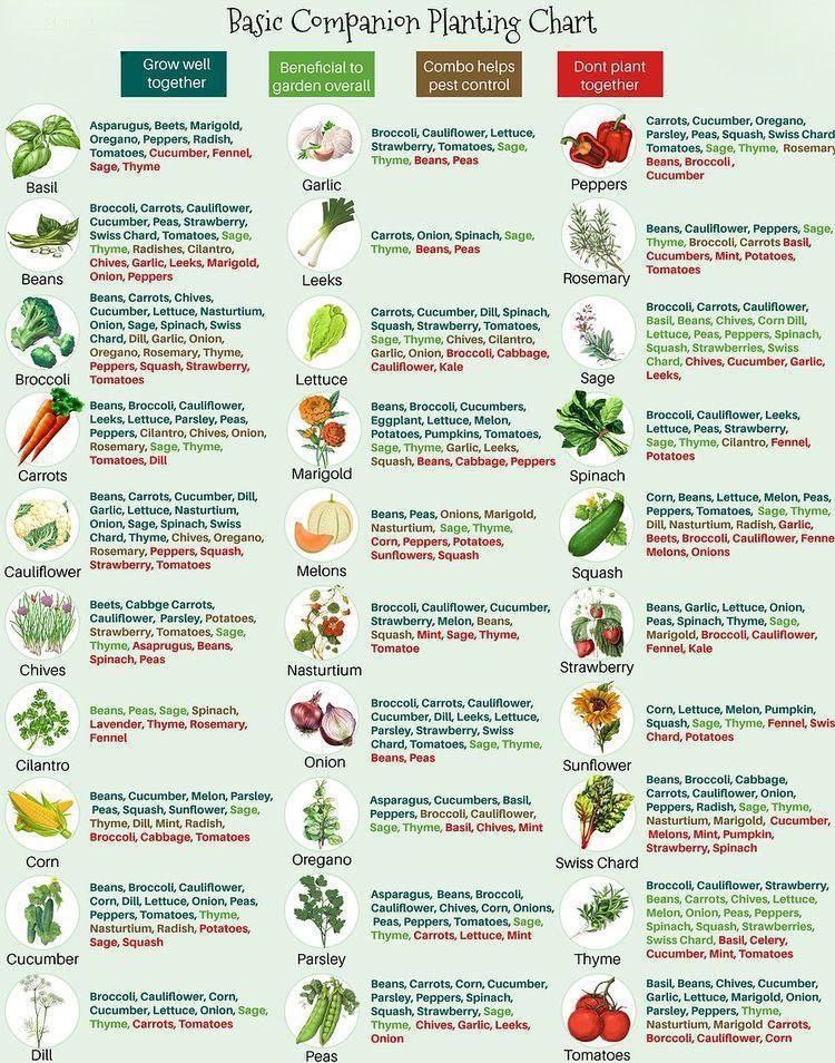 🌱 Companion Planting for a Thriving Garden! 🌿🍅

Did you know that some plants grow better together while others can stunt each other’s growth? Companion planting helps improve soil health, deter pests, and boost yields naturally! 🌿🐝

✔️ Best companions:

🌿 Basil: Loves