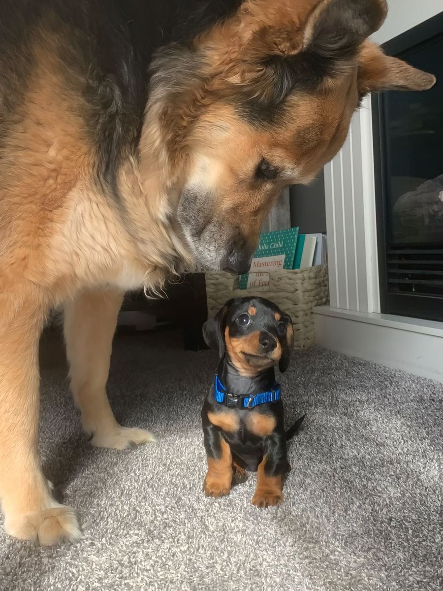 This is Muamba and Ollie. Ollie just got here and is currently being inspected. He's not sure what for, but really hopes he passes. 13/10 for both