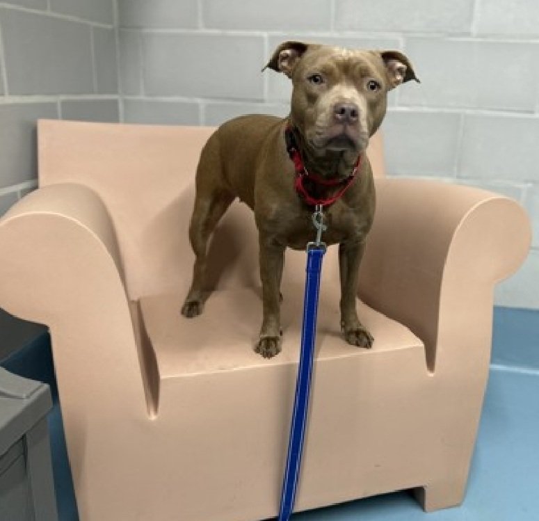 Faith 212318
Listed TBK 4/3
#NYCACC 
She is a cute 1 yr old puppy
Social/affectionate in prev home
Social w/familiar handlers 
Has kennel stress, excessive vocalization 
Please save Faith!
nycacc.app/browse/212318
#Pledge4Rescue #foster #adopt