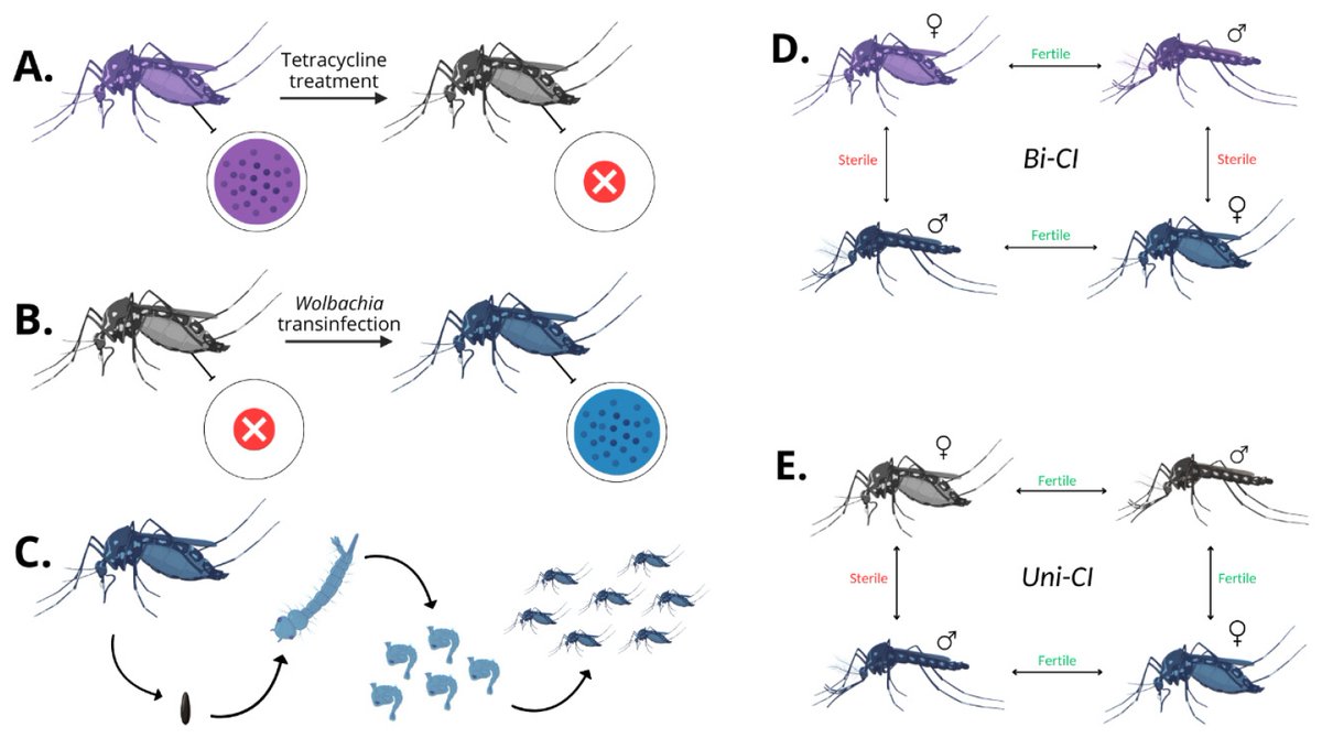 Could a tiny bacterium stop mosquito-borne diseases? 

Wolbachia is transforming mosquito control, cutting dengue transmission by up to 77%! 

This review dives into its efficacy, safety, and sustainability.

Read more:  
doi.org/10.3390/pathog…

#MosquitoControl #PublicHealth