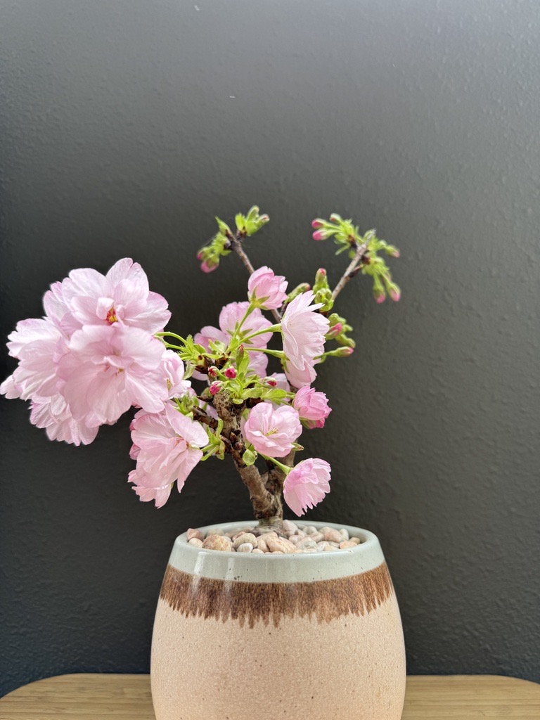 4月に入ったというのに安定しない天気が続いていますね☂️
少しだけでも晴れやかな気持ちになれるよう月曜日に撮影した桜をお届けいたします🌸
皆さま体調にお気を付けてお過ごしください🌟

#薫る花を咲かせよう
#薫る花
#薫る花は凛と咲く