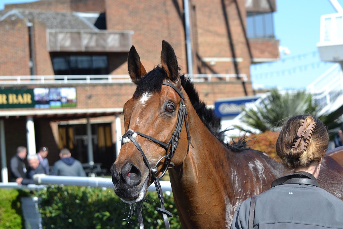 ownersgroupuk's tweet photo. Go West completed his hat trick with a 25-length victory at Kempton today. Harry Cobden always had things under control helped by some superb jumping from his willing partner. He will go novice chasing next season but may run again this term. Well done to Alice who rides him every day, led him up and loves her winners’ photo! #gowest  #ownersgroup