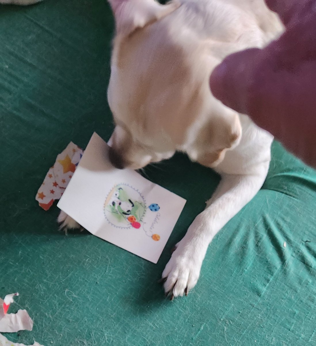 Evie & Fern ๐พ๐พ (@srodarbal) on Twitter photo A big thank you to our friends Linda and Daisy <a href="/LinandDaisy/">๐ Linda & Daisy ๐</a> for the beautiful birthday card for Fern. She loved it so much she wanted to eat it.๐ฌ Very grateful for your thoughtful wishes. ๐พ๐๐พ A big thank you to our friends Linda and Daisy <a href="/LinandDaisy/">๐ Linda & Daisy ๐</a> for the beautiful birthday card for Fern. She loved it so much she wanted to eat it.๐ฌ Very grateful for your thoughtful wishes. ๐พ๐๐พ
