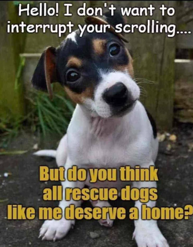 Tweets of Dogs tweet media
