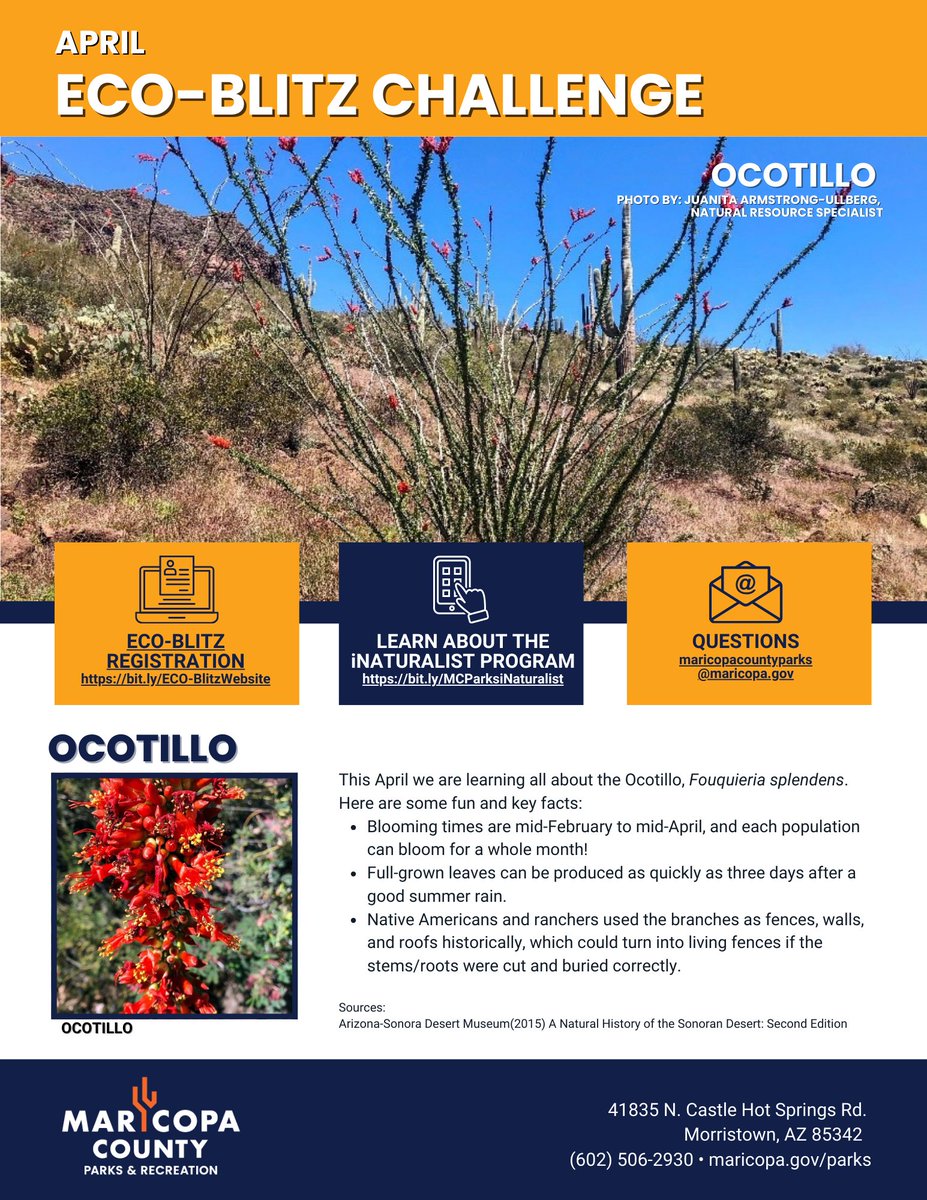 Did you know that you can learn several fun facts about the spindly Ocotillo with the click of a button? That's right!
• Website: maricopacountyparks.net/about-us/eco-b…
• iNaturalist: inaturalist.org/projects/maric…
• Park programs: maricopacountyparks.net/events/