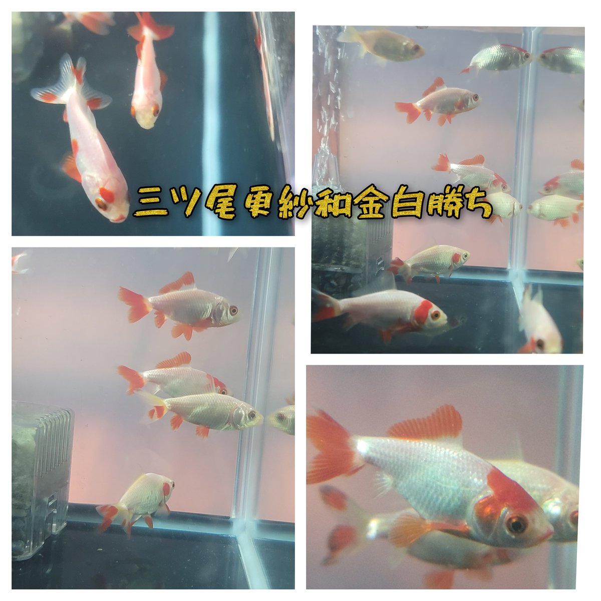 めだか~mon pote~ (@ponpon36779079) on Twitter photo お早うございます。
ちょっと先になりますが、イベント情報です。
できましたら拡散のご協力をお願いします🙇♂️
6/1(日) ユニディ川口店後ろ側駐車場
ポスターに掲載以外にも、金魚掬い等も計画中
今、カレンダーにチェックを入れてください❗😁
お待ちしてます❗ お早うございます。
ちょっと先になりますが、イベント情報です。
できましたら拡散のご協力をお願いします🙇♂️
6/1(日) ユニディ川口店後ろ側駐車場
ポスターに掲載以外にも、金魚掬い等も計画中
今、カレンダーにチェックを入れてください❗😁
お待ちしてます❗