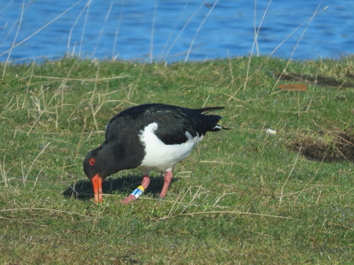 Back again for its 8th Highland summer season, to exactly the same spot. Ringed in Devon 2018 and returns every winter to the Exe estuary ! A fascinating insight.