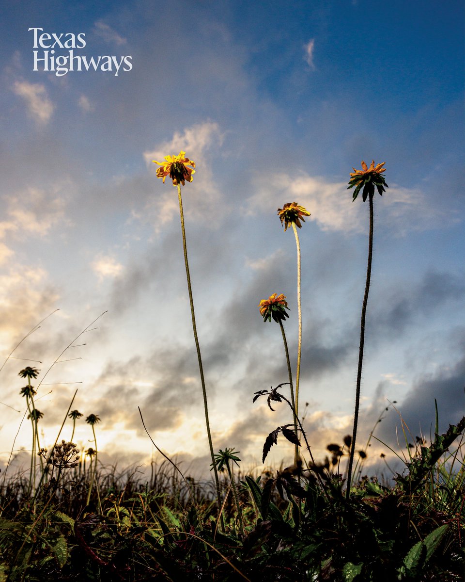 Some Texas wildflowers to brighten your day 🌻 

See more: bit.ly/3Y4ux3N
