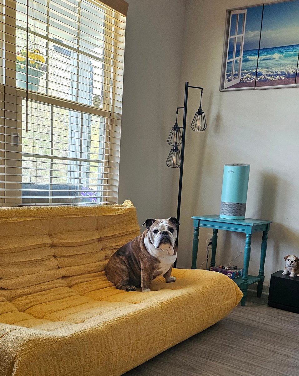 LenaMasami's tweet photo. Ellie's new spot. Easier for her to get on. 😅😊 #englishbulldog #bulldogs #dogs #pets #animals #cute https://t.co/BTHFEDPBlM