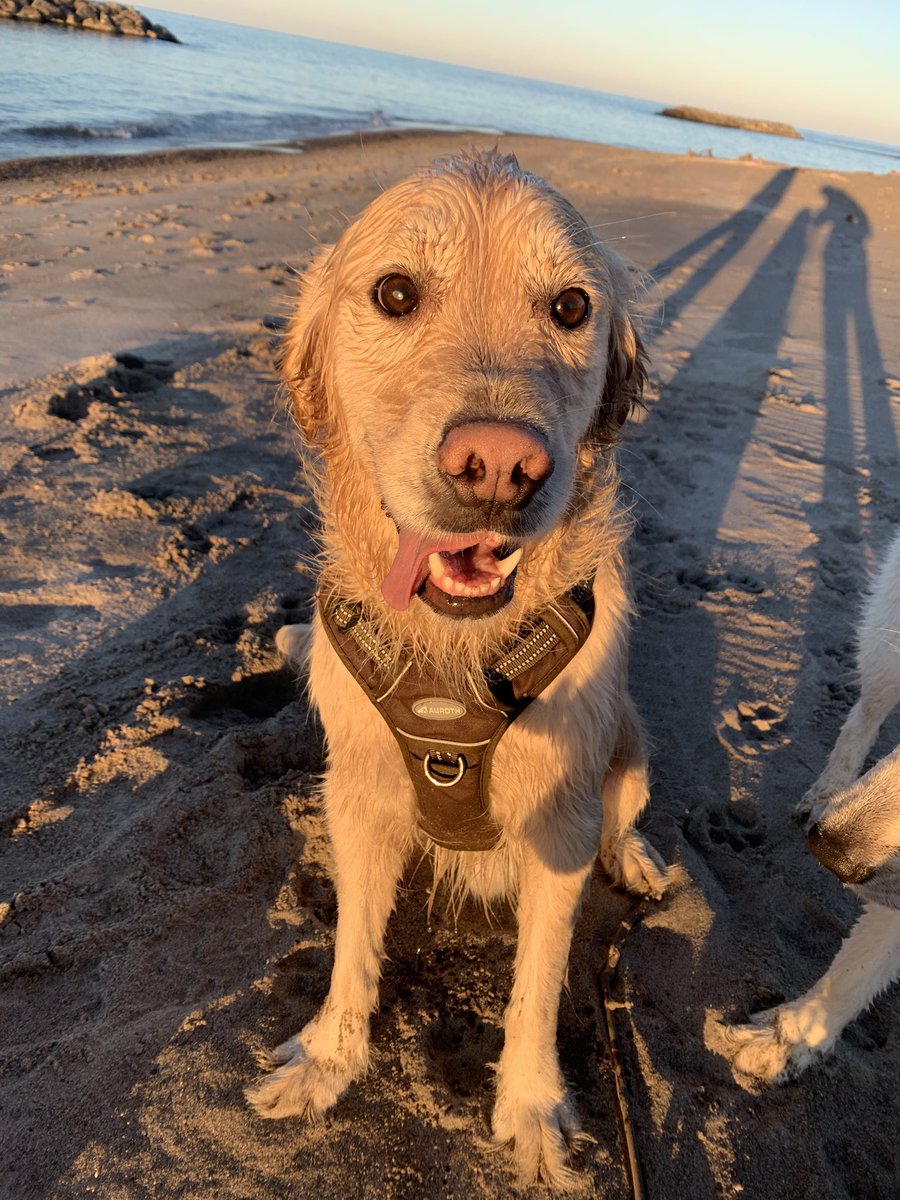 bree_rad's tweet photo. @dog_rates https://t.co/3D0geRKVp6

Please! Help my dog receive a life saving procedure 🙏🐾🐶 https://t.co/L8SOtDw6wW