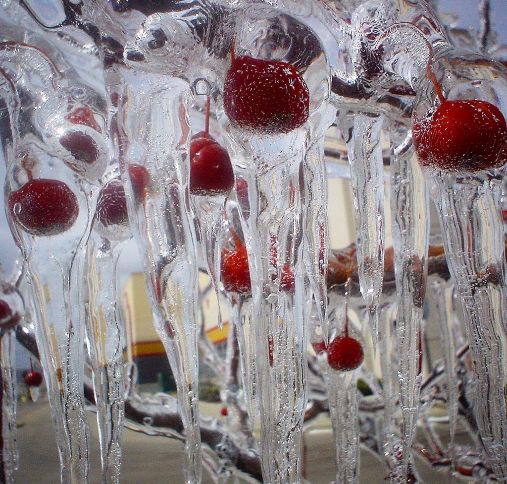 MitchandMarcy's tweet image. In #PureMichigan, #icestorms are never surprising, especially in March!  A pic to make you shiver and wonder how these cherries didn’t wither. 
🍒🧊 #mitchandmarcyphotos
 
#DailyPictureTheme #favorite