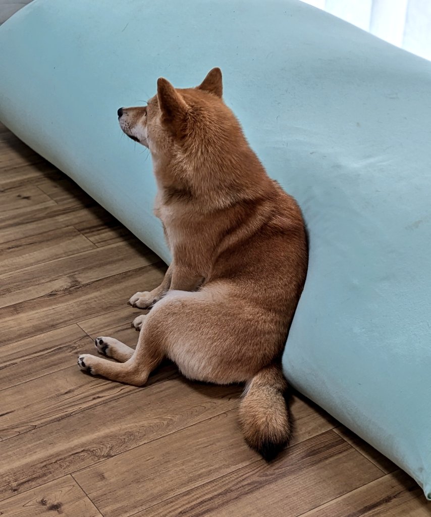 なかにおじさん入ってる…？
#柴犬  #TV見てます