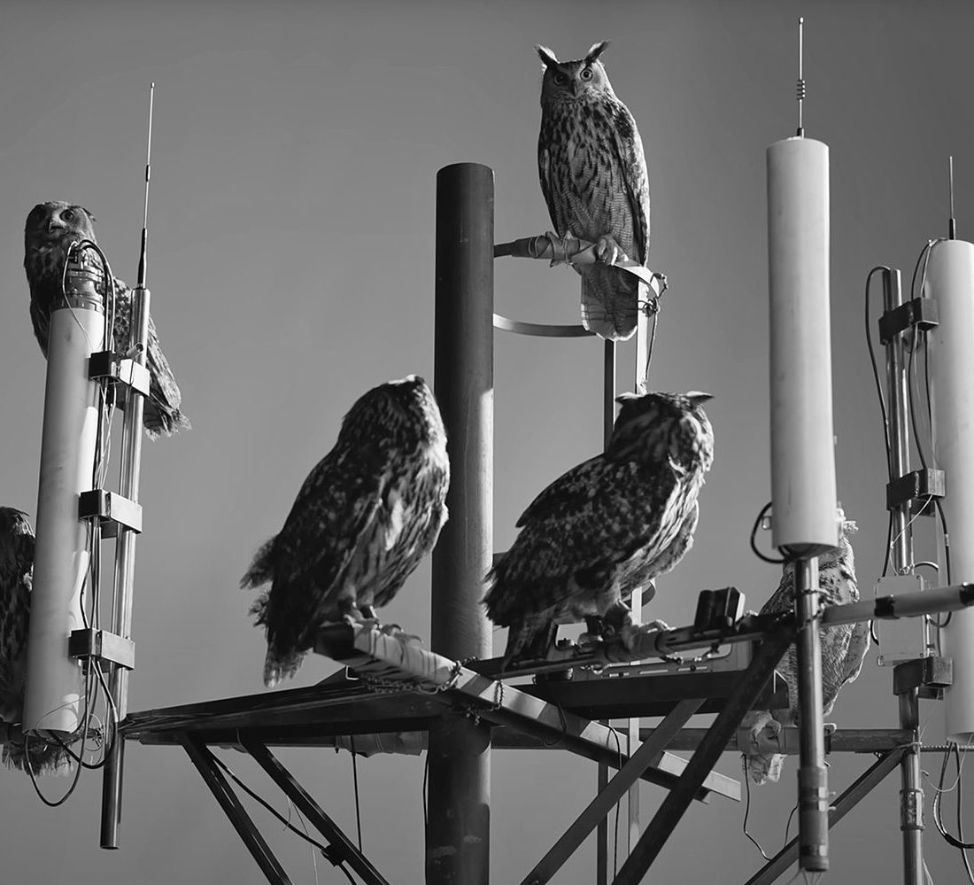 What I think is more interesting is the fact the owl in on top of the electric pole kind of similar to Kendrick in multiple videos