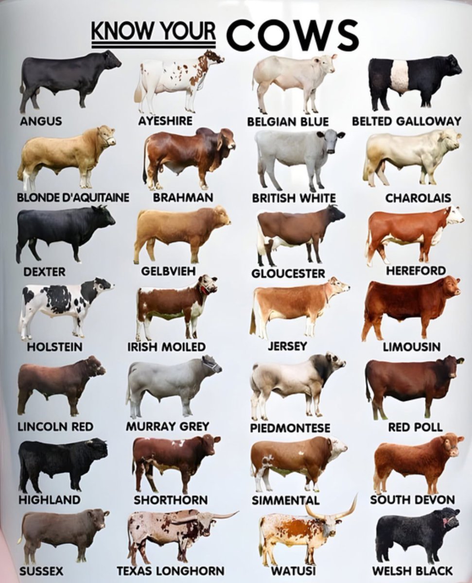 Know your cows…