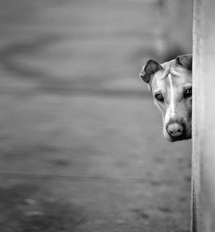 AlmasDeLaCalle's tweet photo. Desde acá veo a todos los que se dicen humanos pasar sin ayudarnos.
Con los ojos bien abiertos, pero el alma cerrada.
Con prisa, con excusas, con indiferencia.
¿Tanto cuesta mirar con compasión?
¿Tanto cuesta detenerse y cambiar una vida?
No pedimos lujos. Solo un gesto.
Un “ven”, un poco de agua, una caricia.
Un rescate que nos devuelva la dignidad.
¿Dónde están los que presumen de humanidad?
Aquí seguimos, esperando tras las esquinas.
Con miedo, con hambre, con la esperanza rota.
Pero aún así… esperando.
Rescata. Abre tu alma. 🐾🐾🙏🏻
