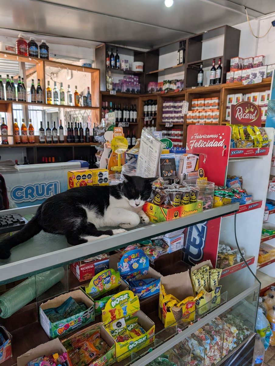 Heute in unserem Kiosk im Dorf. Der Kater heißt Oreo. Ich bin sehr dankbar in einem Land leben zu können, wo sowas noch möglich ist, ohne dass es irgend jemanden stören würde.