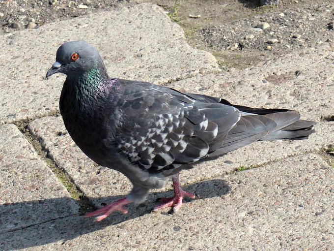 A pigeon called Nassym = #fresh_breeze 
A traditional Arabic name, maybe of Persian origin. 
📷  Béni zéro Faute <a href="/beni_zero/">Béni zéro Faute</a> #April2015