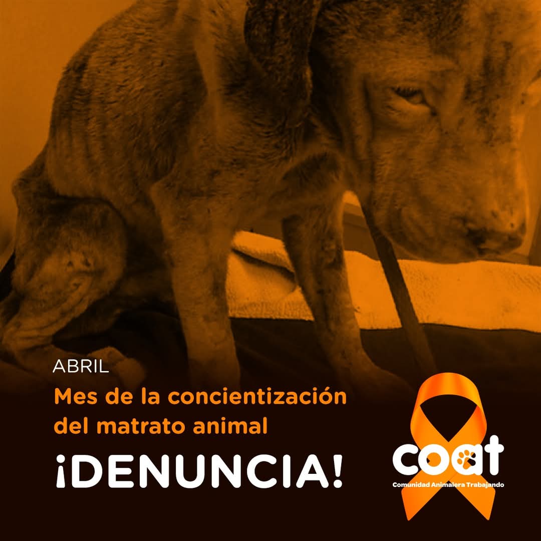 Abril, mes de la concientización del maltrato animal. Si sabes de un acto de crueldad contra un animal, ¡denuncia! Es delito y es castigado por la Ley.

Llama al 9-1-1 o denuncia en atención temprana de la <a href="/fgjesonora/">Fiscalía de Sonora</a>

#NoAlMaltratoAnimal
#SinDenunciaNoHayCastigo