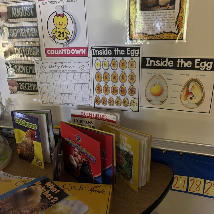 HumbleISD_BBE's tweet image. Chicks in 1st grade! 🥚🐣#incubator #lifecycle #whichcamefirst