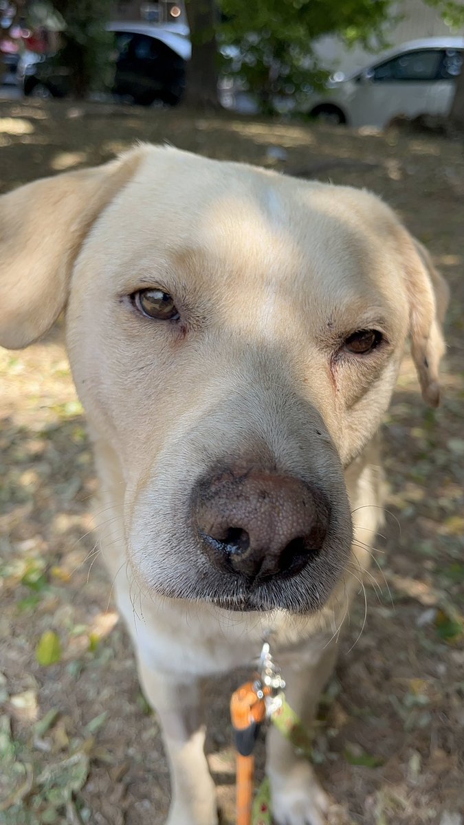 Tu cara cuando por más que te esfuerces nadie quiere compartir tus publicaciones para que se adopten los rescatados.🫠

Ni siquiera les pedimos que compartan las publicaciones para pedir padrinos,las de ¡adopción! 💔