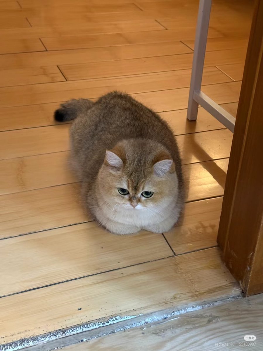 No Context Cats tweet media