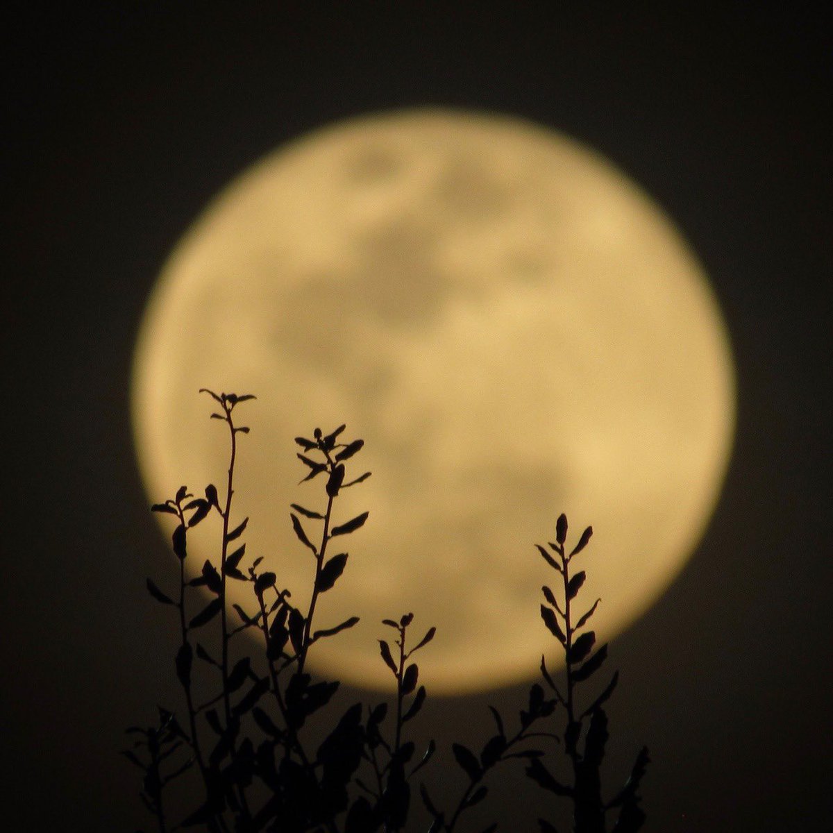moonloverxjpg's tweet photo. moon lover https://t.co/JagBT9IAQJ