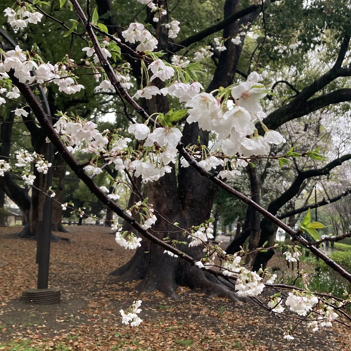 Polluxchan's tweet photo. 昨日は久しぶりに芸大美術館。
等伯先生の萩とすすきの屏風にまた会えたし若冲の拓本画もいたしあんずの木の下に虎がいて盗人を追い払う絵かわいかったな https://t.co/4jqe17S4rS