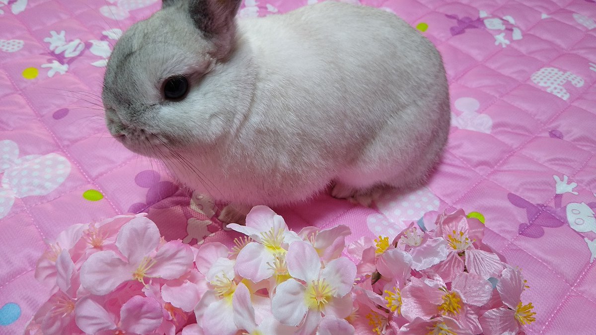 冬のような寒さと初夏のような暖気が同居している今日この頃ですが、王子様２世はお花を見て元気にぴょんぴょんされておられます🐰🌸🌸🌸