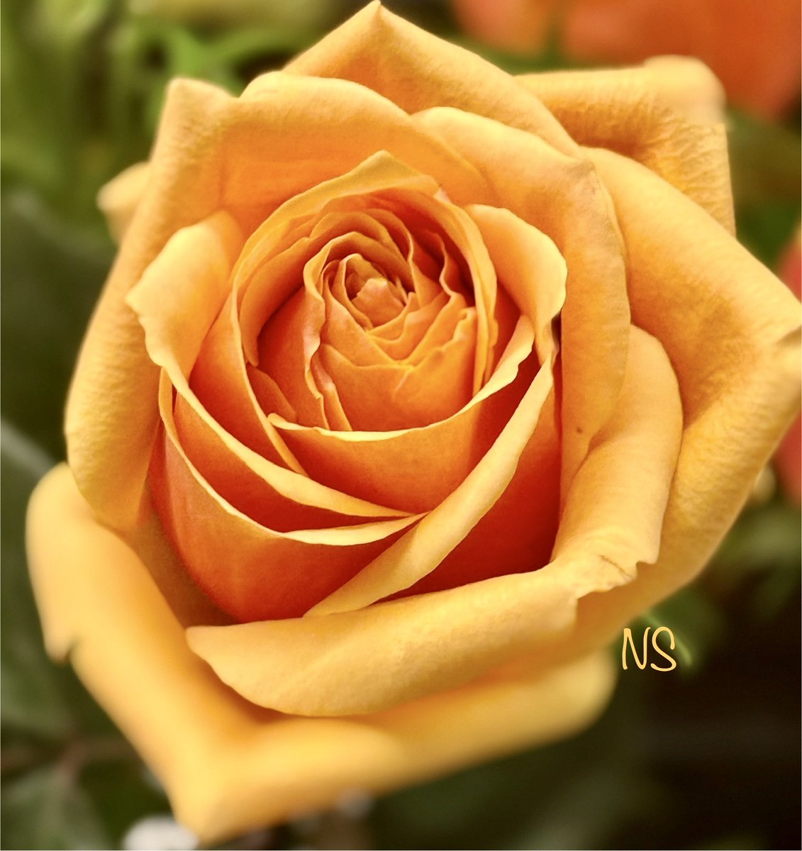 nsaidian's tweet photo. #RoseWednsday 🧡 https://t.co/oO8xe2awLe