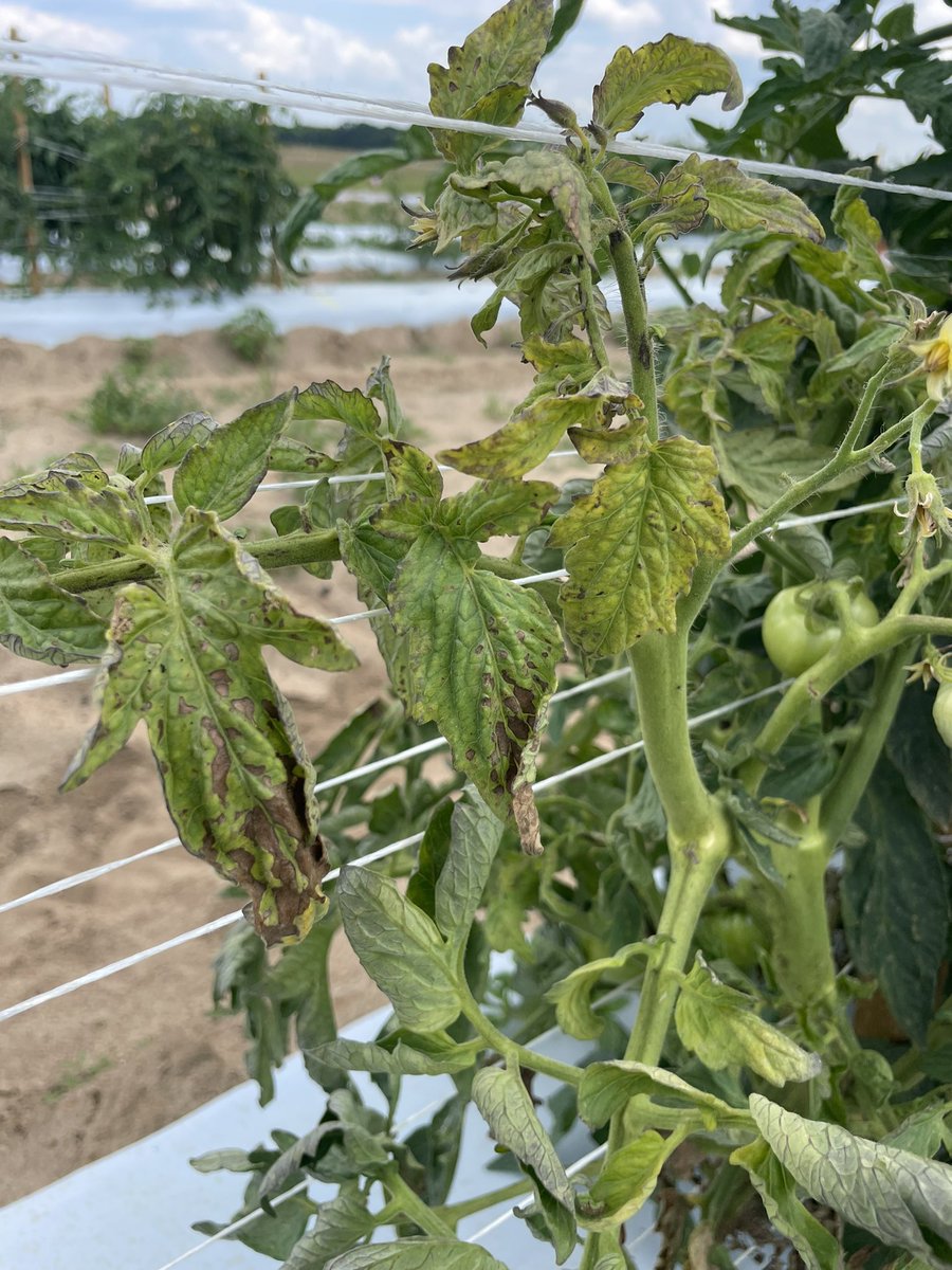 Symptoms of Tomato spotted wilt virus on tomato. Plants infected are stunted w/t leaves distorted and pale green, often with a bronzing of upper leaf surface. Necrotic ring spots may appear on leaves/fruit. Virus is spread by thrips. Grow a TSWV-resistant variety #Virus #Tomato