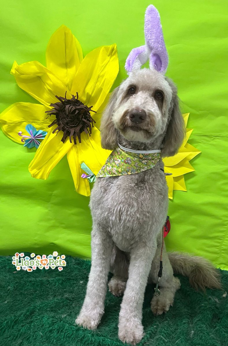 Breaking news: 

Dog disguises as rabbit in bold April 1st scheme.

Love my lil Nanz. Sneaky young lady.
