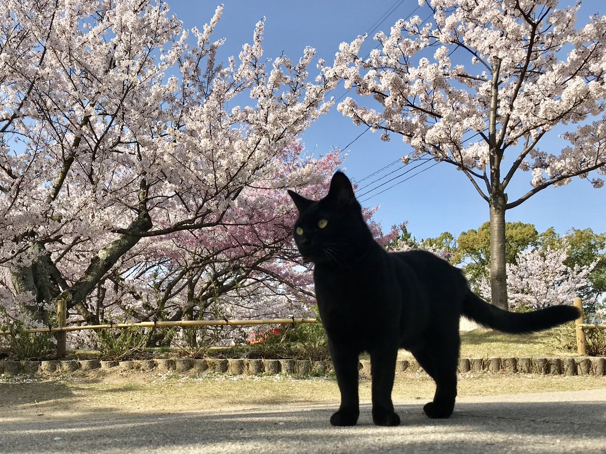時をかける猫ニャ317 
