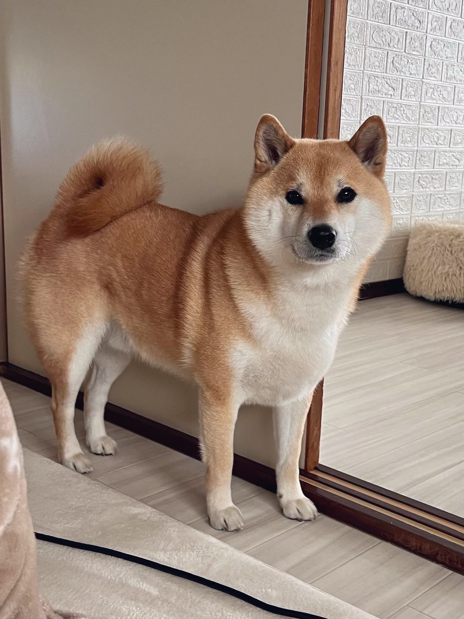 【超特価】 柴犬ふう太 on  X: ぬいぐるみ