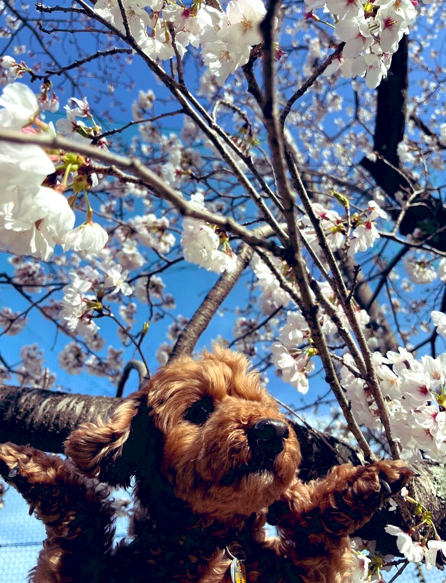 takamonchii's tweet photo. フライングゲット🐶 https://t.co/YRwFGrxIWf