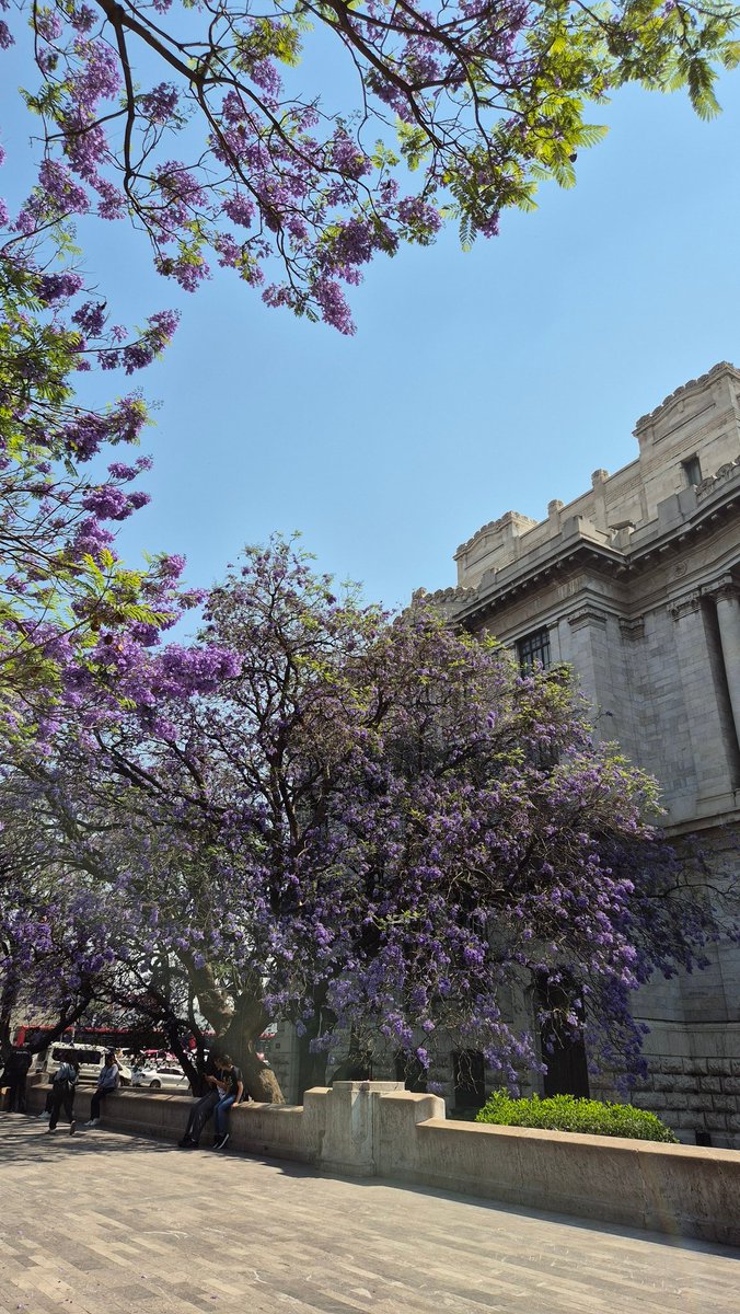 💜Jacarandilover activado #jacaranda #cdmx 💜