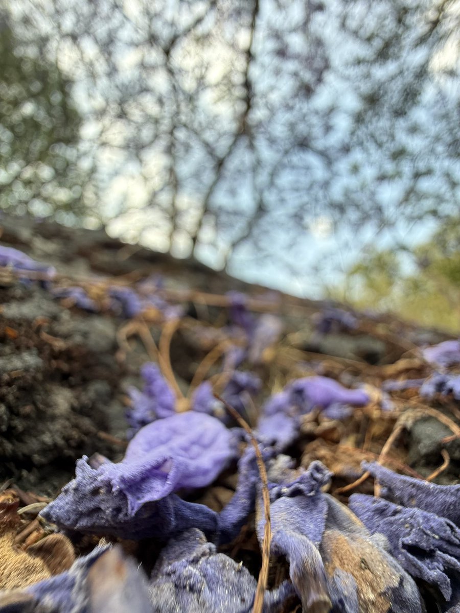 RODCINEMA's tweet photo. #JacarandaAzteca @RicardoBSalinas @MLMSalinas @JorgeNikaidoB https://t.co/UIN4N36fNm